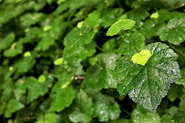 100 PIGGYBACK Plant YOUTH On AGE Tolmiea Thousand Mothers Menziesii Flower Seeds