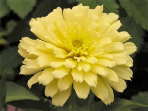 250 semillas de flor de reliquia doble Isabellina Zinia Elegans, color amarillo claro pastel