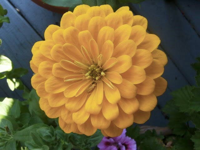 250 semillas de flor de reliquia doble Isabellina Zinia Elegans, color amarillo claro pastel