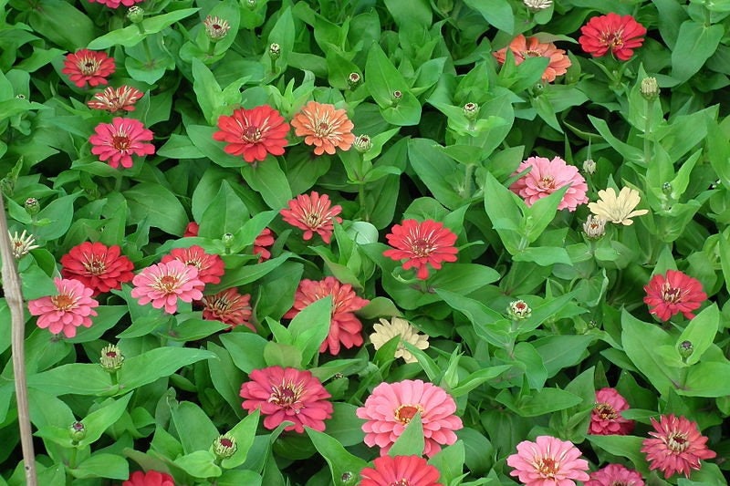 250 EXQUISITAS ZINNIA Elegans Cambia de Color Rojo - Rosa Fuerte Semillas de Flores Rosa Pálido