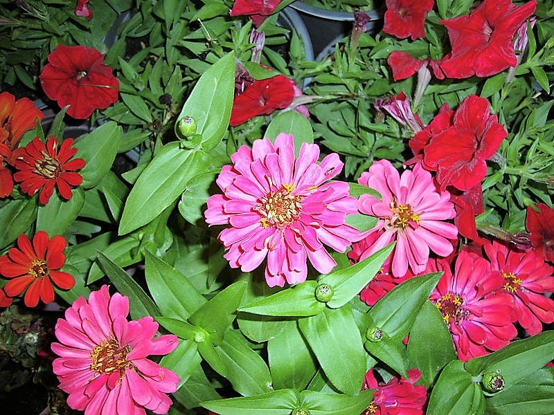 250 EXQUISITAS ZINNIA Elegans Cambia de Color Rojo - Rosa Fuerte Semillas de Flores Rosa Pálido