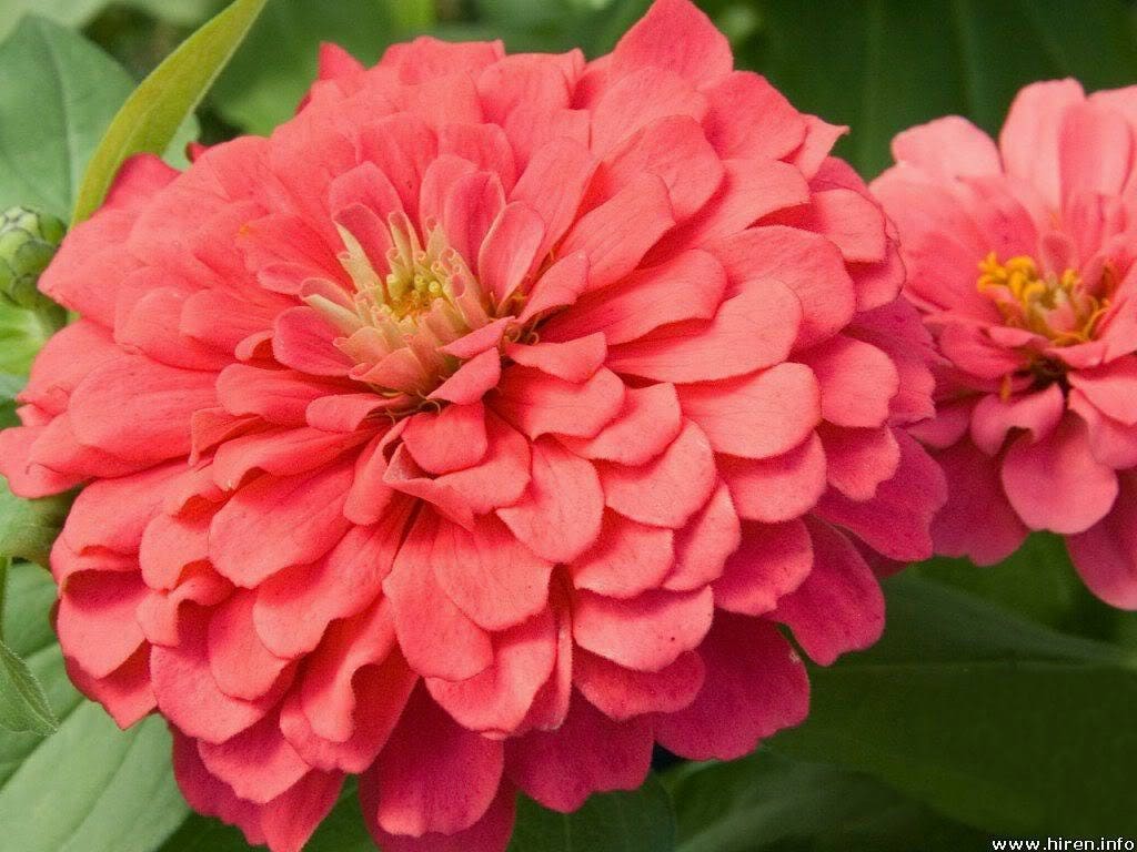 250 semillas de ZINNIA REINA SALMÓN Elegans California Giant de doble flor