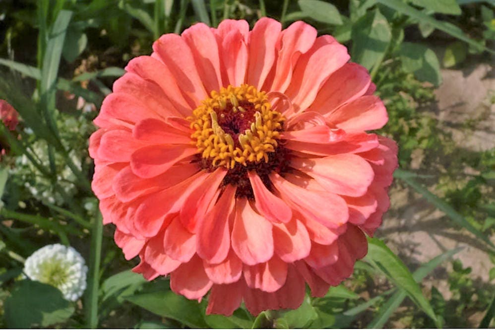 250 semillas de ZINNIA REINA SALMÓN Elegans California Giant de doble flor