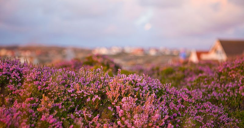100 semillas de BREZO VERDADERO escocés, arbusto de flores púrpuras y rosas, Calluna vulgaris