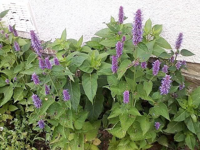 100 ORGANIC Superior LICORICE MINT Agastache Rugosa Korean Tea Herb Purple Flower Seeds