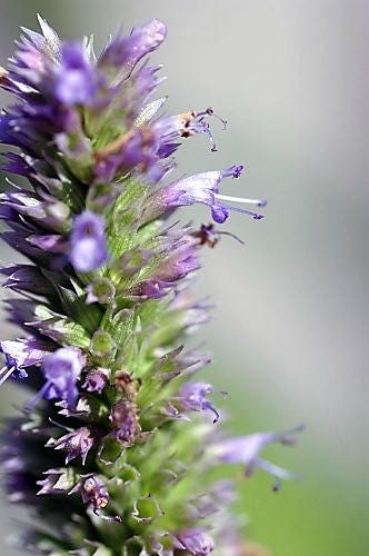 100 ORGANIC Superior LICORICE MINT Agastache Rugosa Korean Tea Herb Purple Flower Seeds
