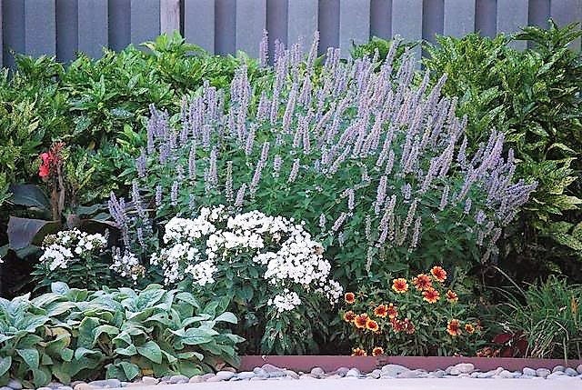 100 ORGANIC Superior LICORICE MINT Agastache Rugosa Korean Tea Herb Purple Flower Seeds