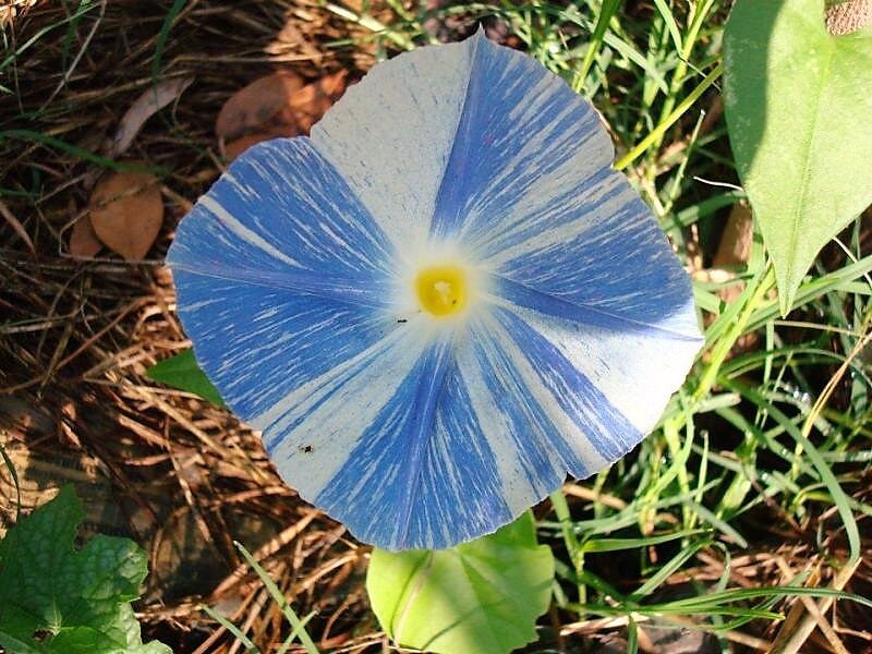 50 Semillas de Ipomoea Purpurea, enredadera de flores de gloria de la mañana, platillos voladores azules y blancos