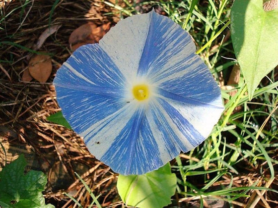 50 Semillas de Ipomoea Purpurea, enredadera de flores de gloria de la mañana, platillos voladores azules y blancos