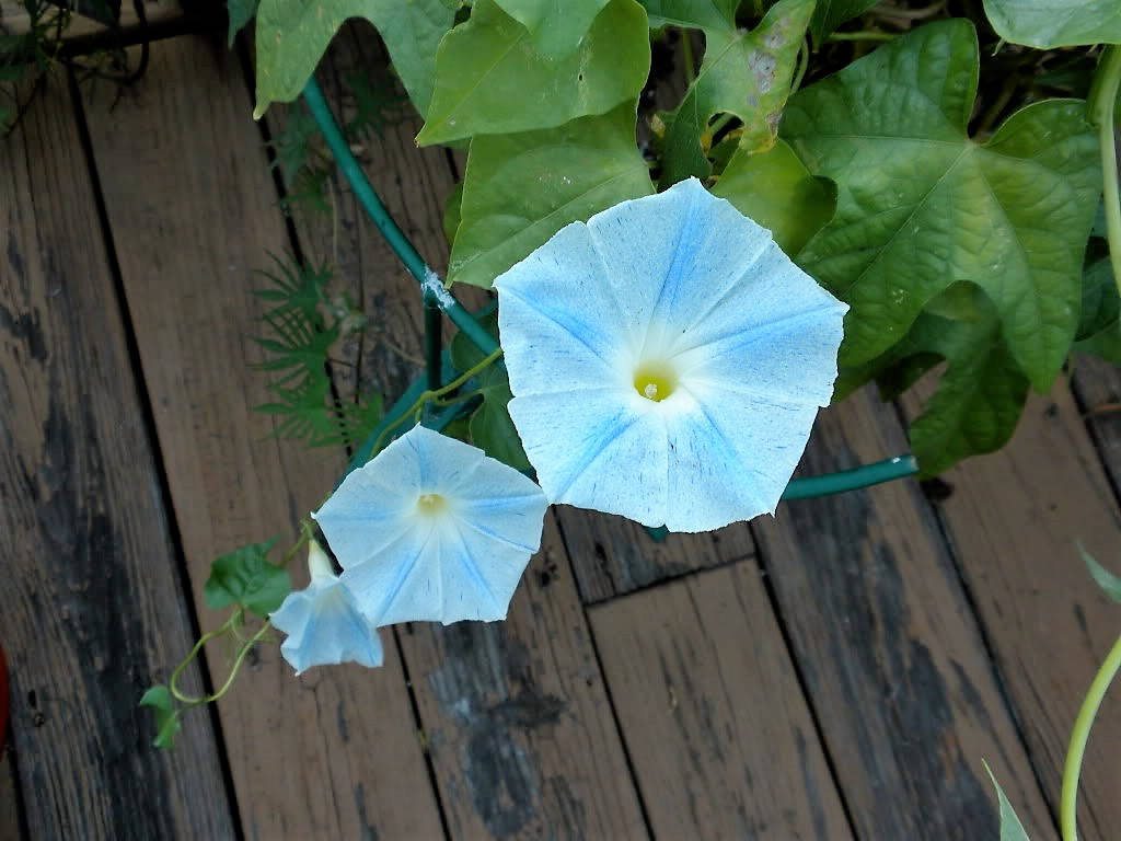 50 Blue & White FLYING Saucers MORNING GLORY Flower Vine Ipomoea Purpurea Seeds