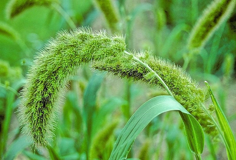 50 LIMELIGHT SPRAY MILLET Light Lime Green Flower Setaria Italica Grass Seeds
