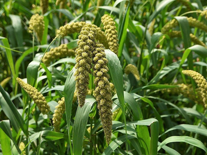 50 LIMELIGHT SPRAY MILLET Light Lime Green Flower Setaria Italica Grass Seeds