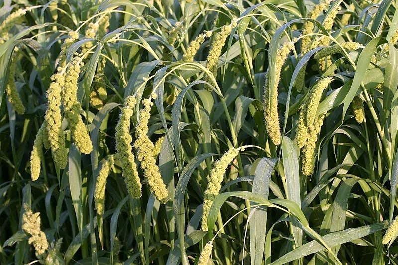 50 LIMELIGHT SPRAY MILLET Light Lime Green Flower Setaria Italica Grass Seeds