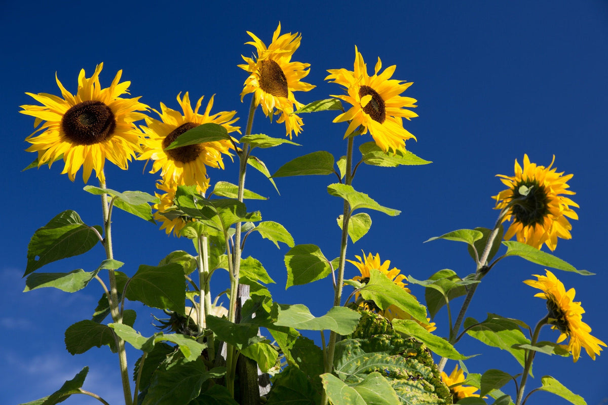 50 HOPI COMMON SUNFLOWER Helianthus Annuus Flower Seeds