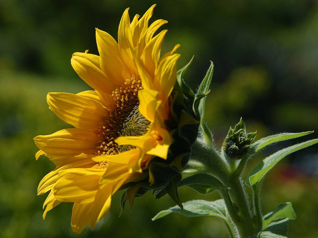 50 HOPI COMMON SUNFLOWER Helianthus Annuus Flower Seeds