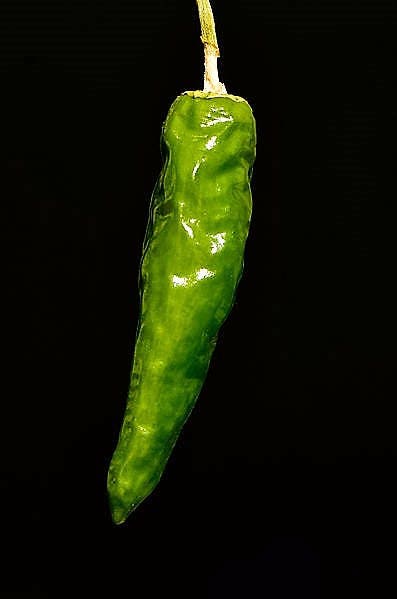 25 semillas de pimiento verde oscuro coreano orgánico Lady Han Hot Chili Long Red Capsicum Annuum