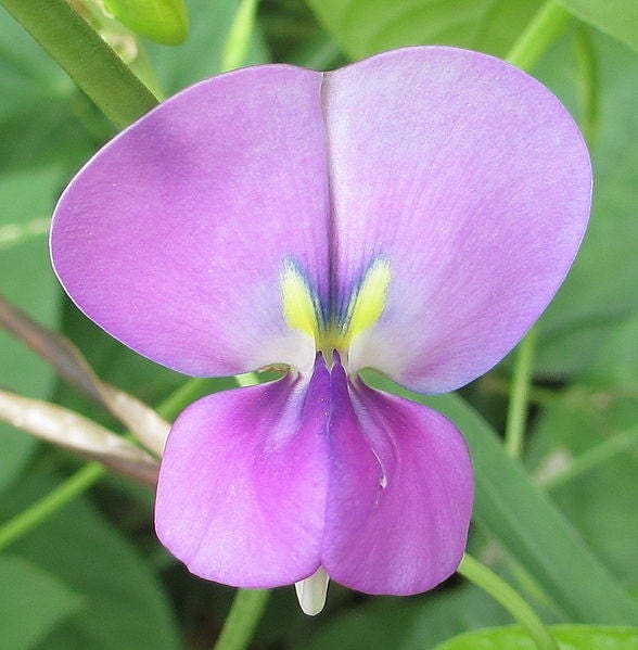 50 PURPLE PINKEYE COWPEA Southern Cow Pea Crowder Vigna Unguiculata Vegetable Legume Seeds