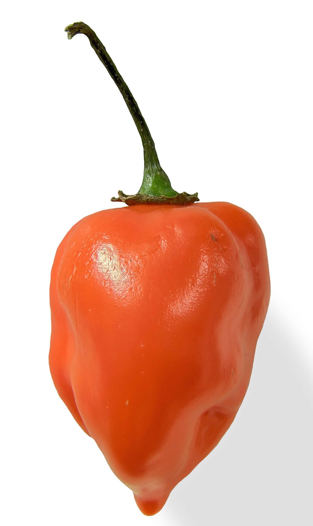 50 semillas mixtas de chile habanero picante rojo, naranja, blanco y marrón.