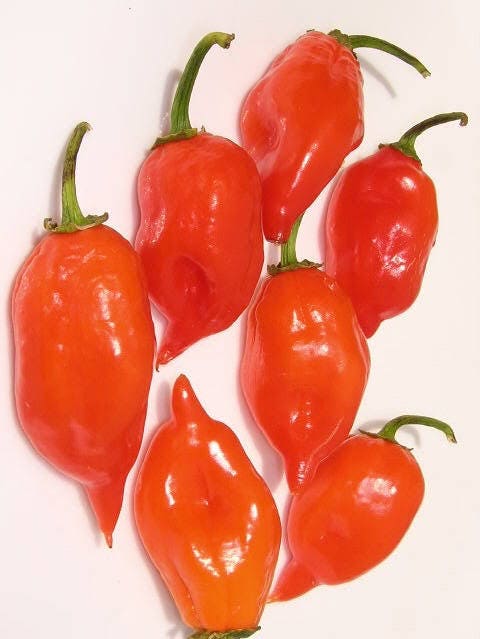 50 semillas mixtas de chile habanero picante rojo, naranja, blanco y marrón.