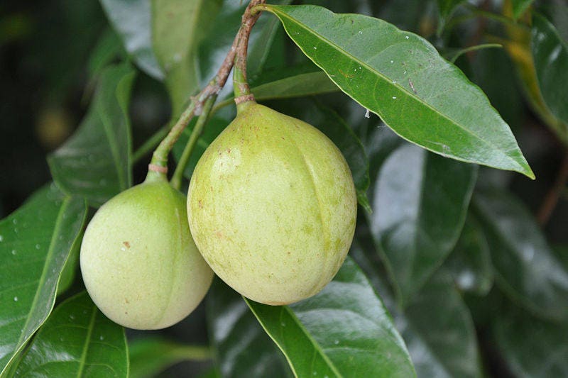 1 Semilla de árbol de nuez moscada Myristica Fragrans Pala MACE Fruta Nuez Pastel de calabaza Especia