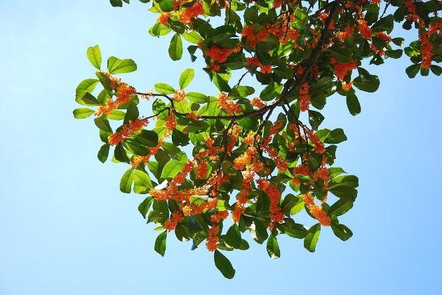 1 Semilla de árbol de nuez moscada Myristica Fragrans Pala MACE Fruta Nuez Pastel de calabaza Especia