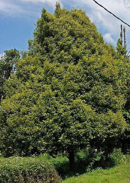 1 Semilla de árbol de nuez moscada Myristica Fragrans Pala MACE Fruta Nuez Pastel de calabaza Especia
