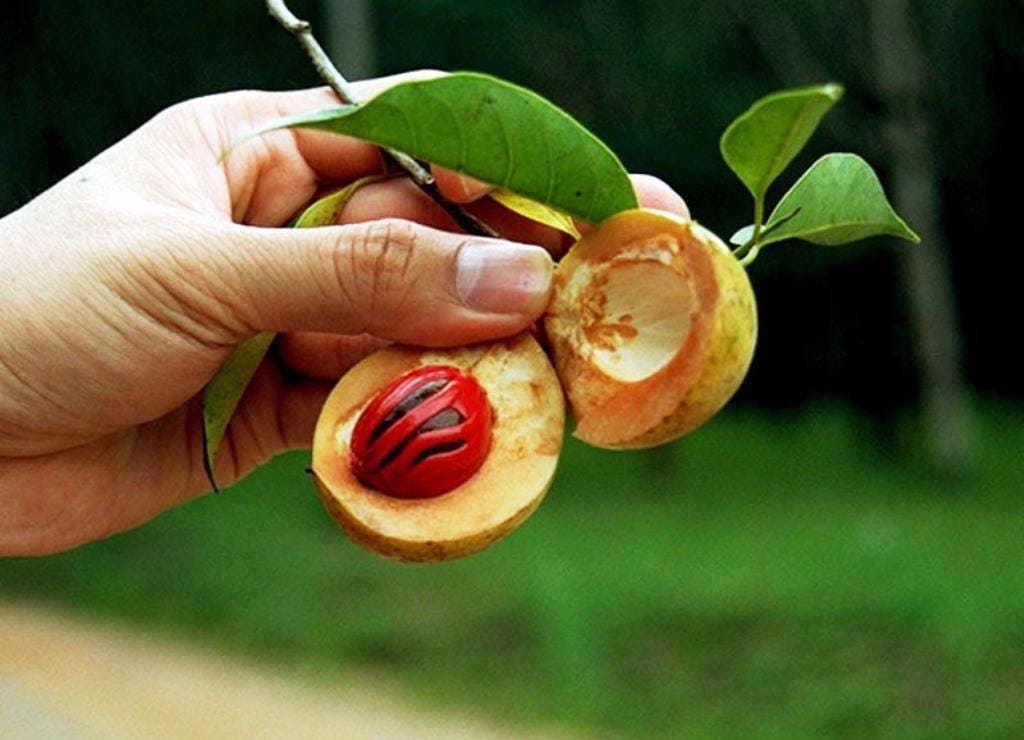 1 Semilla de árbol de nuez moscada Myristica Fragrans Pala MACE Fruta Nuez Pastel de calabaza Especia