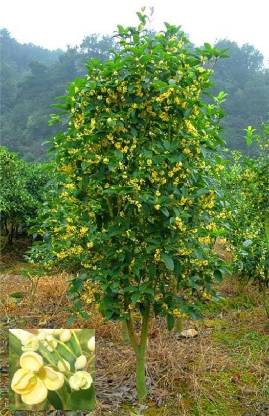 1 Semilla de árbol de nuez moscada Myristica Fragrans Pala MACE Fruta Nuez Pastel de calabaza Especia