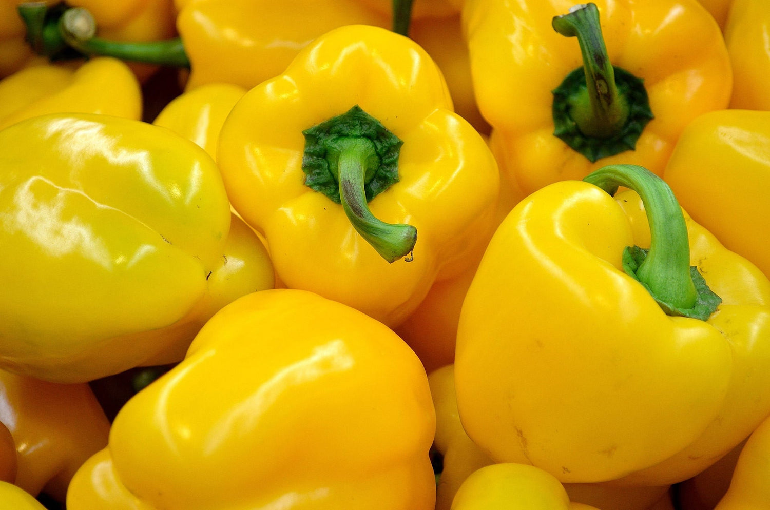 100 semillas de pimiento canario, pimiento amarillo dulce, capsicum annuum