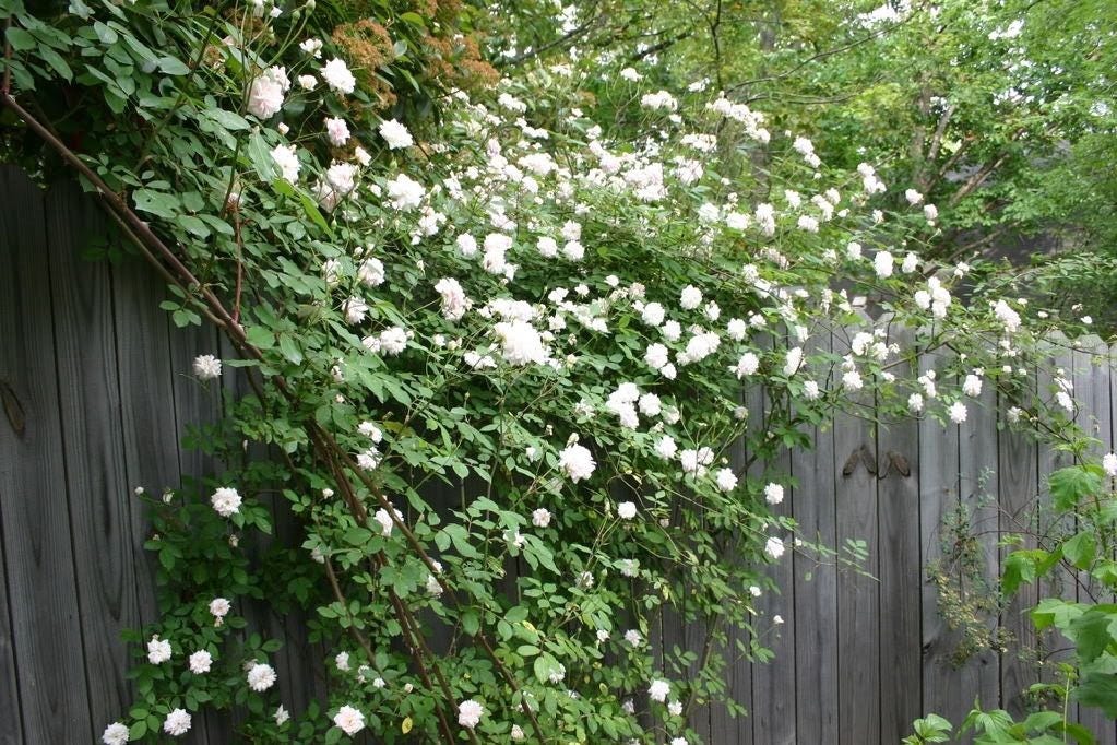 5 semillas de rosal trepador blanco, rosal trepador, flor de mariposa fragante