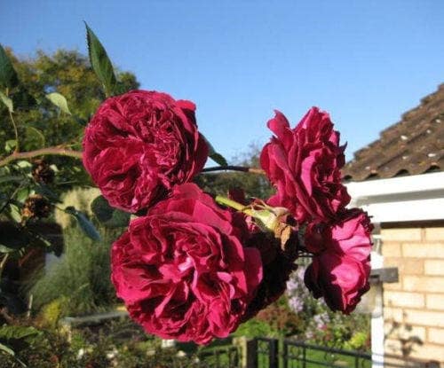 5 ROSA TREPADORA BORGOÑA Semillas de flores fragantes de rosa roja trepadora
