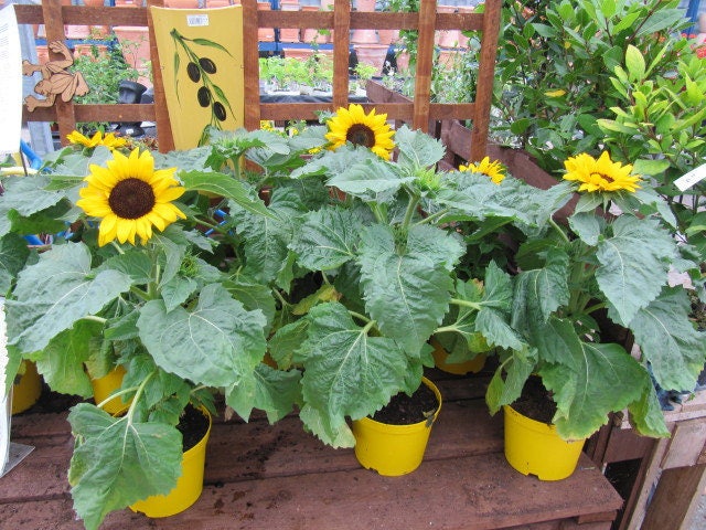 30 INCREÍBLES SEMILLAS DE FLOR DE GIRASOL ENANO Helianthus Annuus