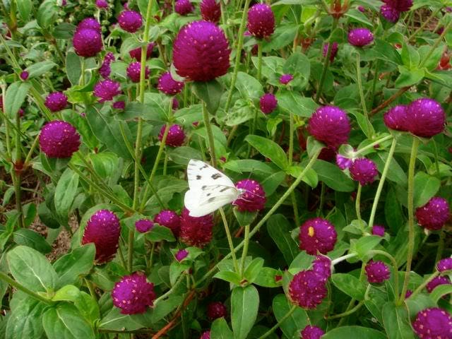 50 GLOBE AMARANTH MIX Gomphrena Globosa Semillas de flores de amaranto de colores mixtos