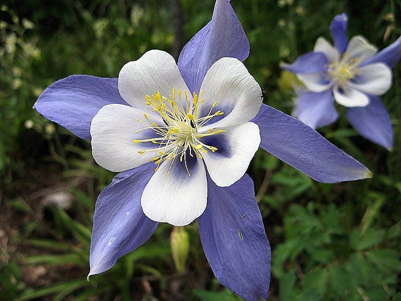 50 semillas de flores de Aquilegia caerulea (Aquilegia caerulea) de las Montañas Rocosas azules