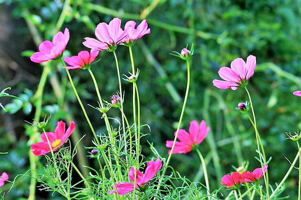 200 semillas de flores altas de cosmos rosa bipinnatus