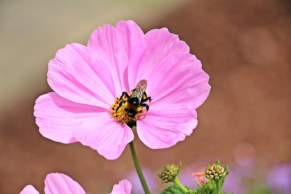 200 semillas de flores altas de cosmos rosa bipinnatus