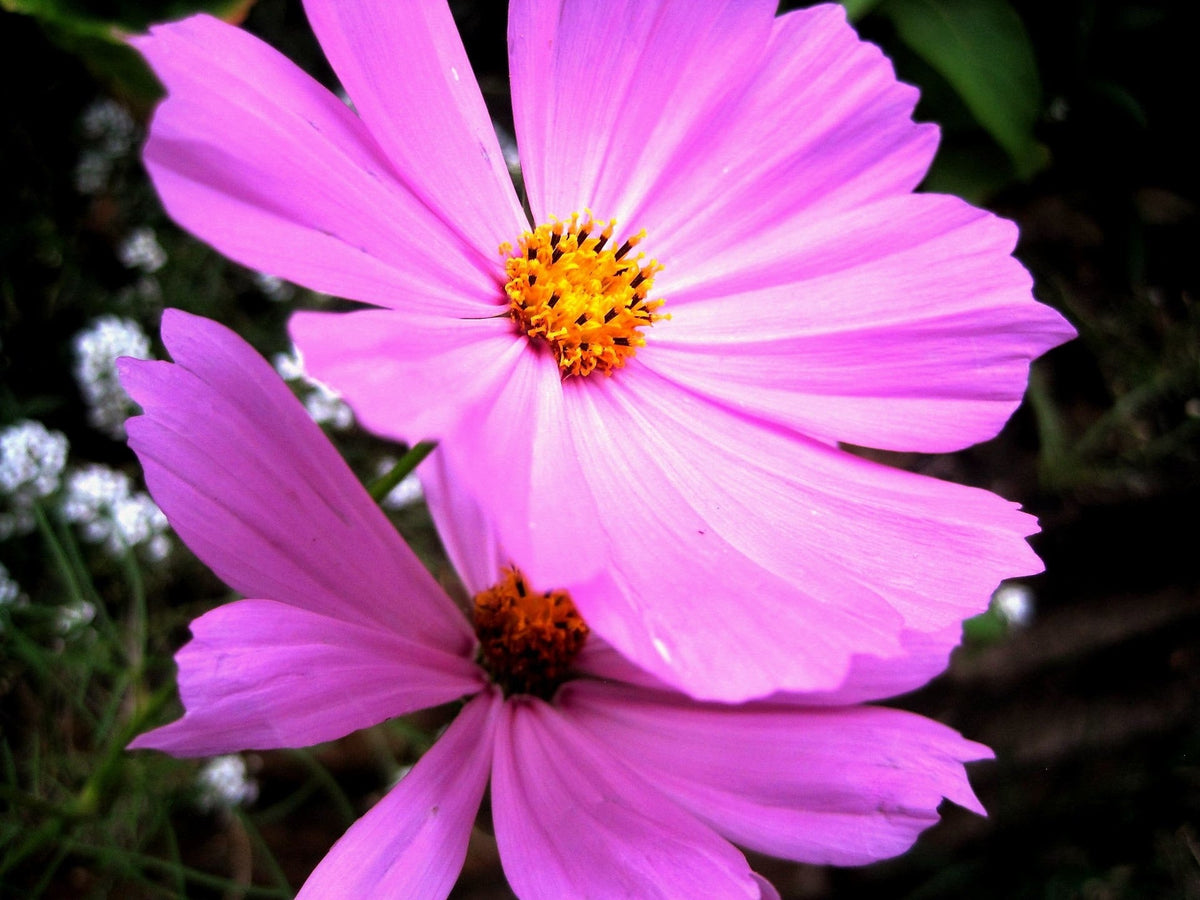 200 semillas de flores altas de cosmos rosa bipinnatus