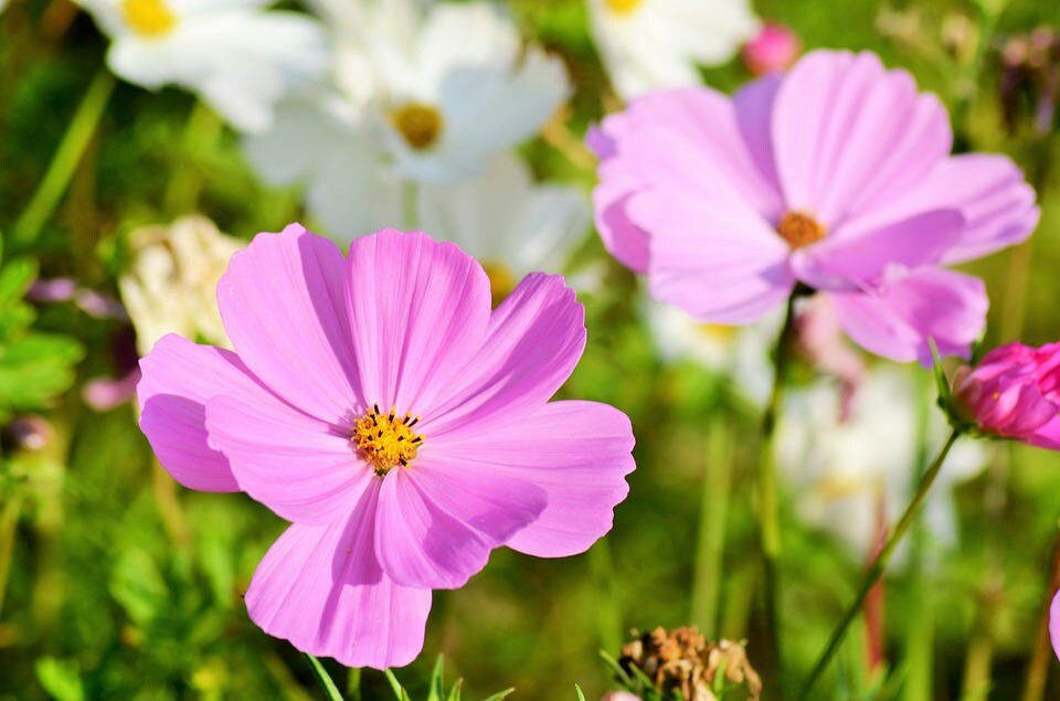200 semillas de flores altas de cosmos rosa bipinnatus