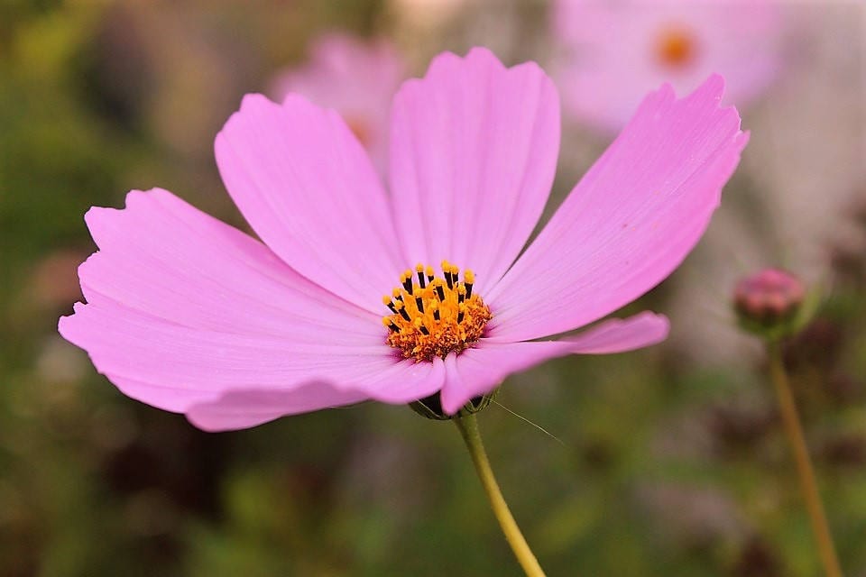 200 semillas de flores altas de cosmos rosa bipinnatus