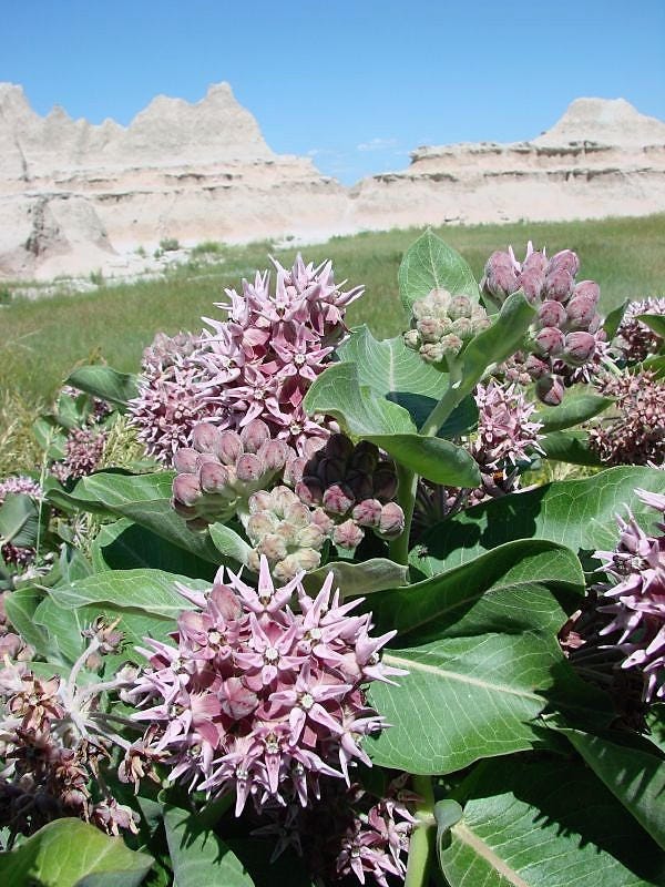 50 SHOWY (Greek) MILKWEED Asclepias Speciosa Flower Seeds