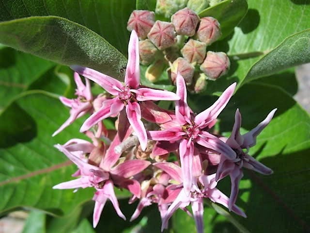 50 SHOWY (Greek) MILKWEED Asclepias Speciosa Flower Seeds