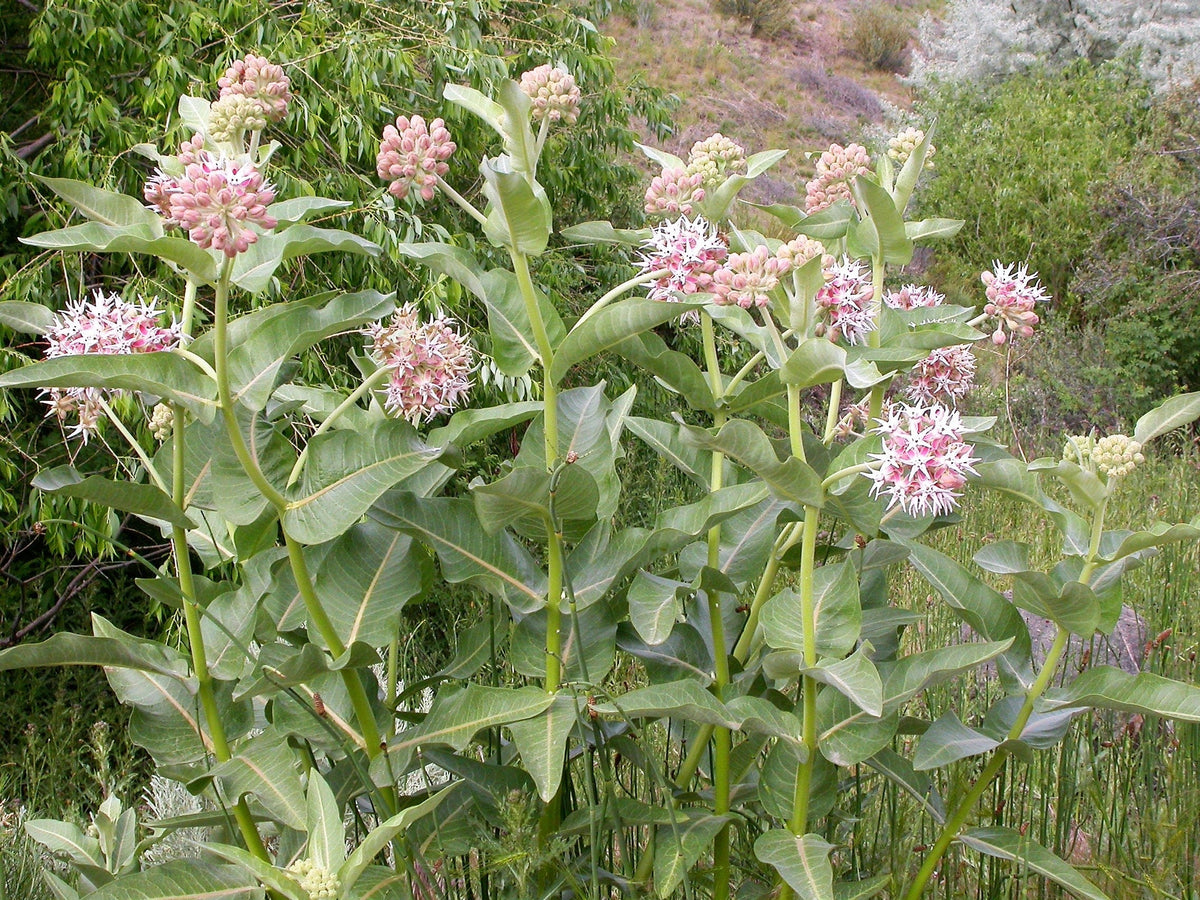 50 SHOWY (Greek) MILKWEED Asclepias Speciosa Flower Seeds