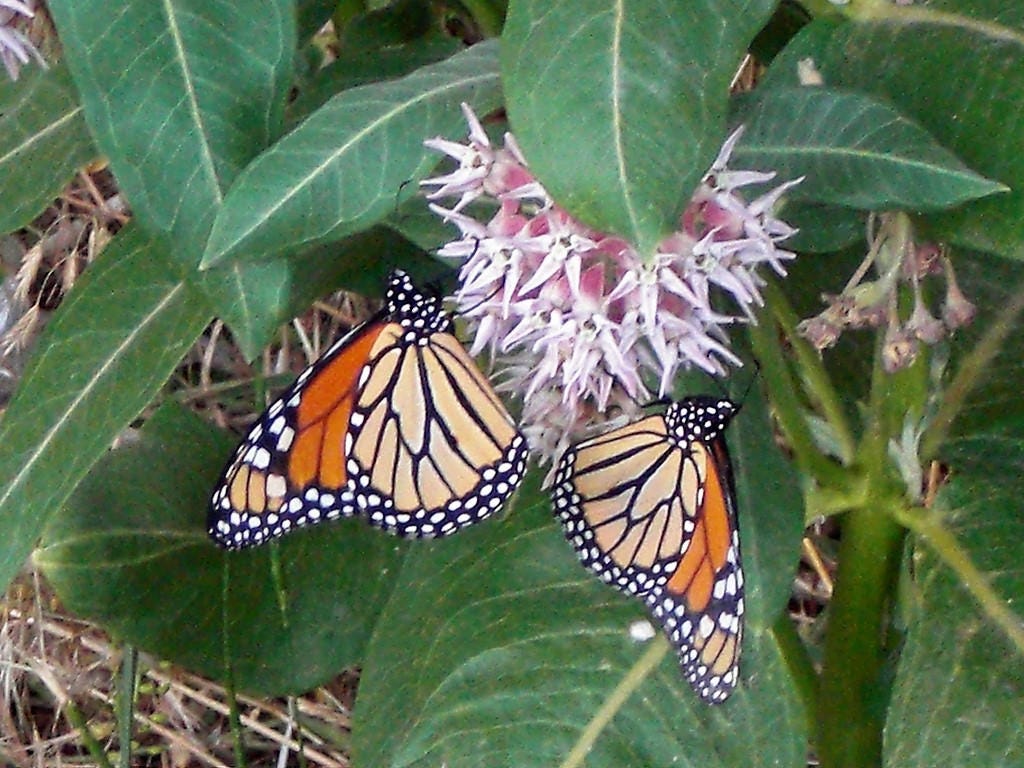 50 SHOWY (Greek) MILKWEED Asclepias Speciosa Flower Seeds