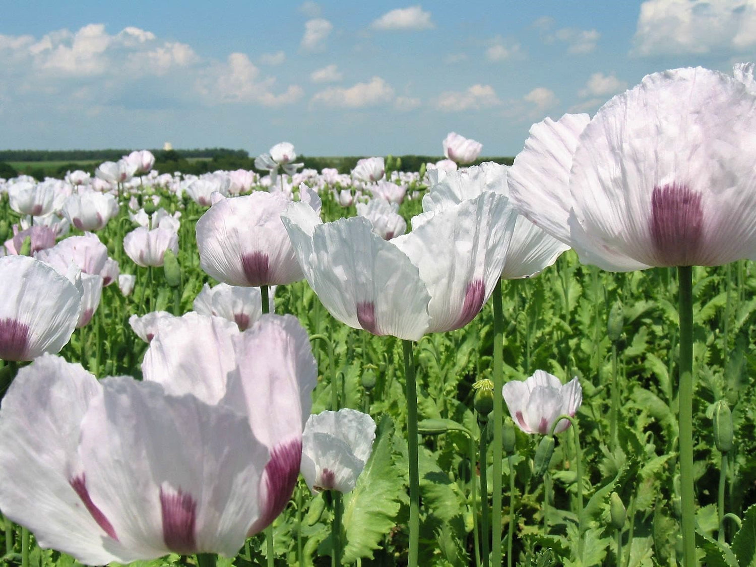 350 semillas de flores de amapola morada y blanca de Tasmania (Papaver somniferum)