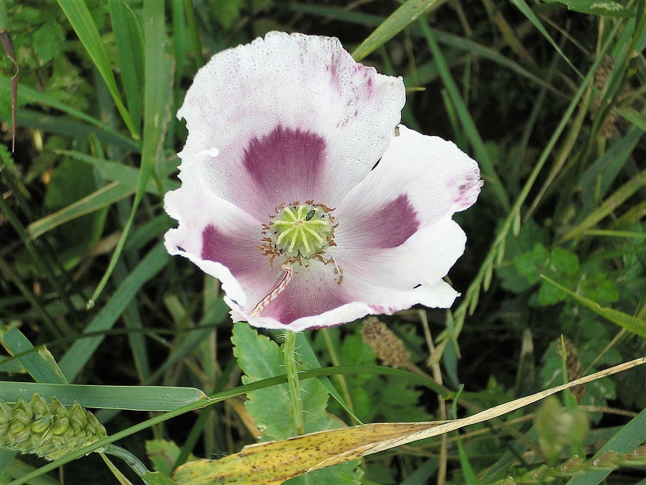 350 semillas de flores de amapola morada y blanca de Tasmania (Papaver somniferum)