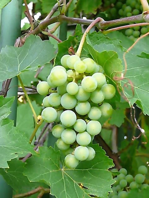 50 semillas de uva verde (postre/mesa) Vitis vinifera