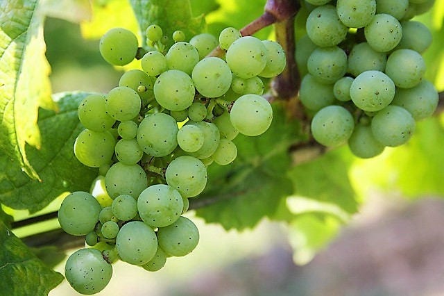 50 semillas de uva verde (postre/mesa) Vitis vinifera