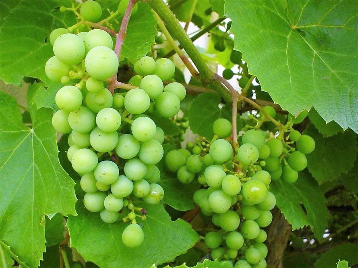 50 semillas de uva verde (postre/mesa) Vitis vinifera