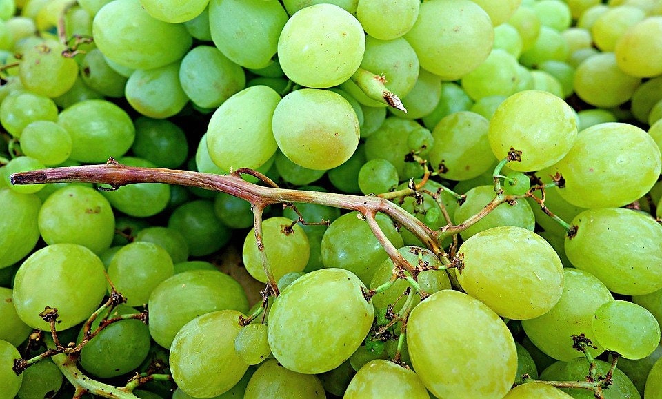 50 semillas de uva verde (postre/mesa) Vitis vinifera