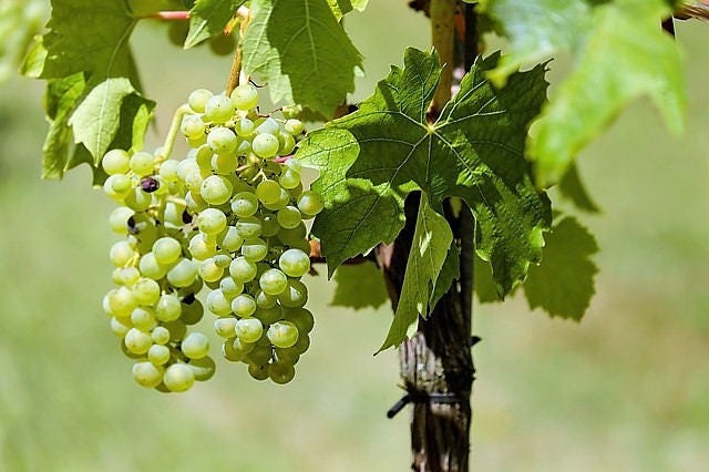 50 semillas de uva verde (postre/mesa) Vitis vinifera